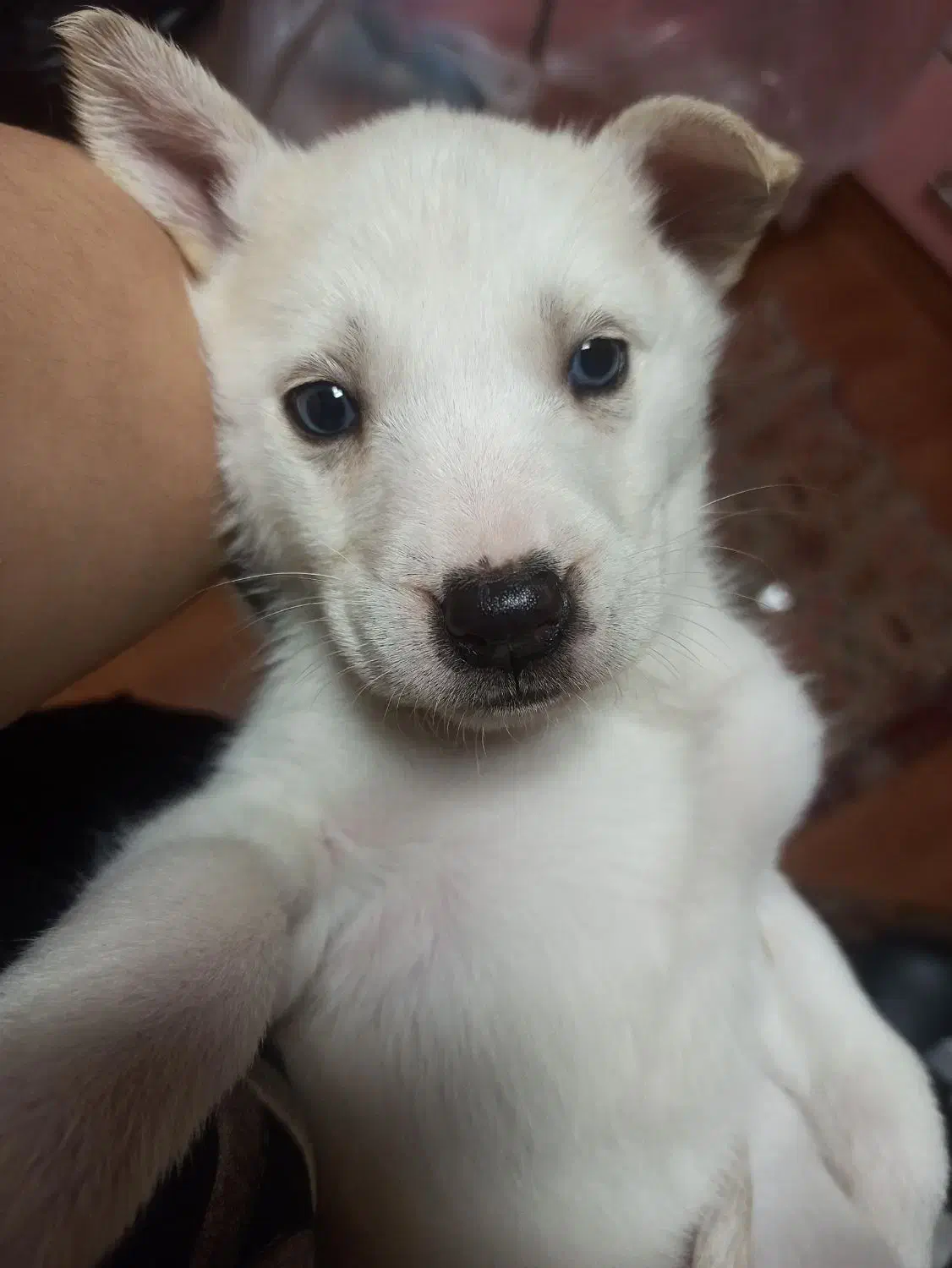 واگذاری توله سگ رایگان|سگ|نوشهر, |دیوار