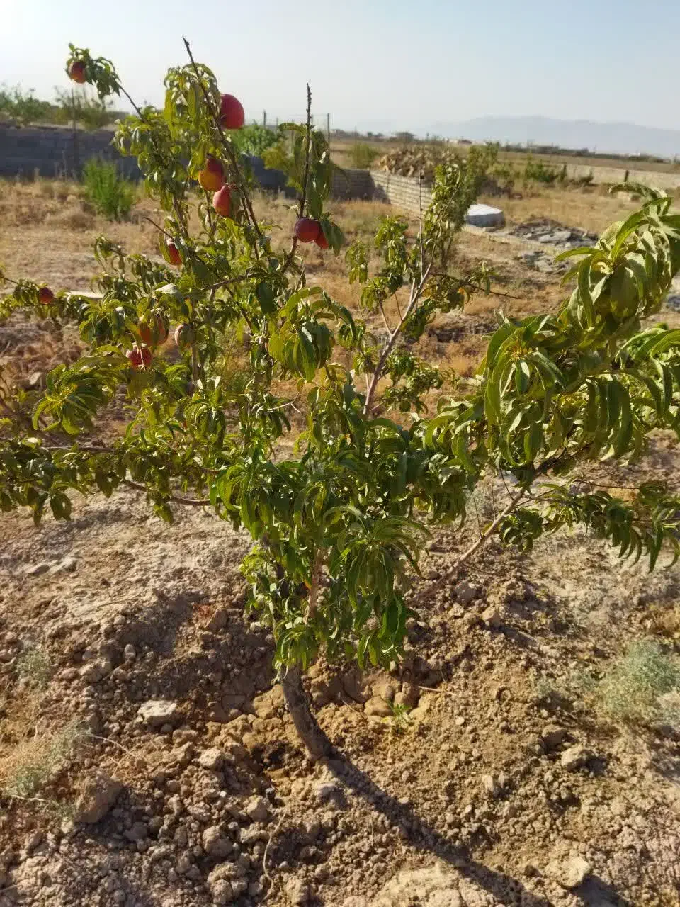 باغ|فروش دفتر صنعتی، کشاورزی، تجاری|اراک, |دیوار