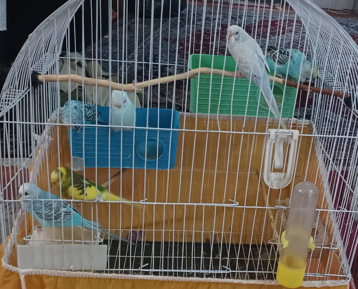 تعدادی مرغ عشق|پرنده|برازجان, |دیوار