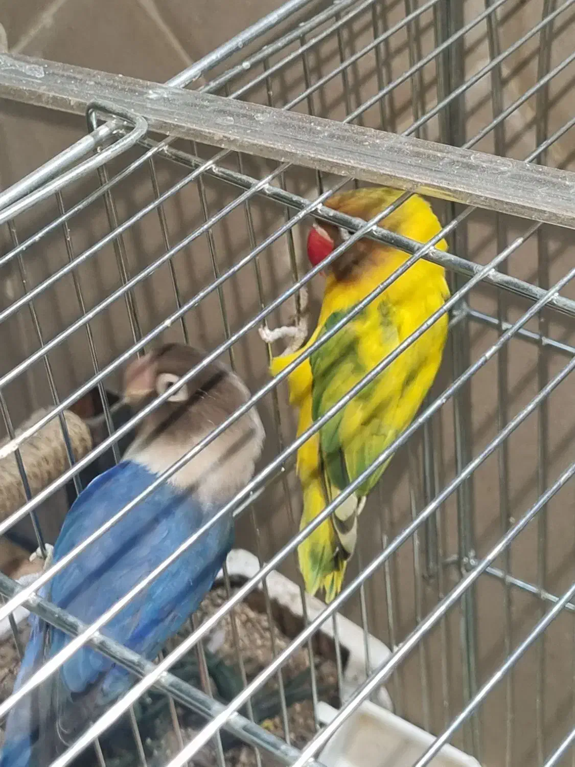 طوطی برزیلی|پرنده|شیراز, وصال|دیوار