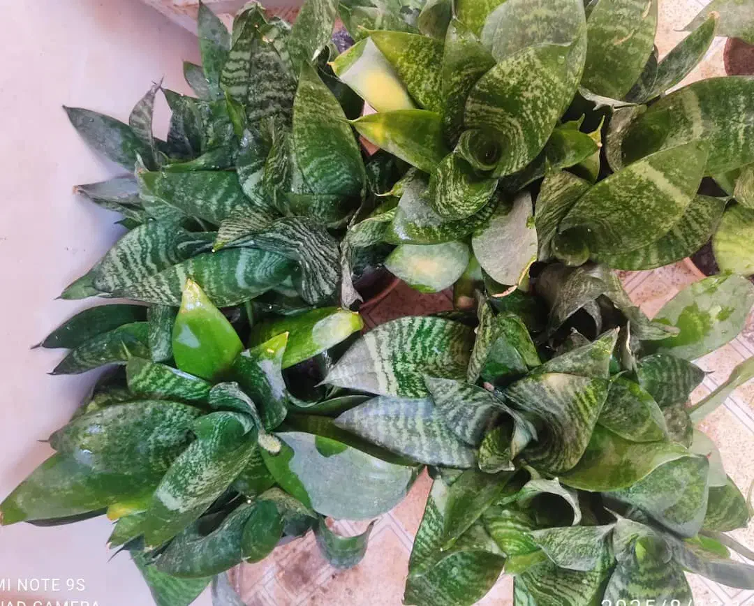 گلهای آپارتمانی|گل و گیاه طبیعی|کازرون, |دیوار