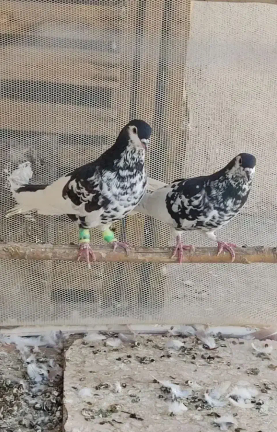 کفتر افغانیافشون نر ماده|پرنده|فشاپویه, |دیوار