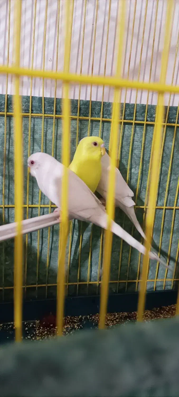 مرغ عشق هلندی|پرنده|مرودشت, ژیان|دیوار