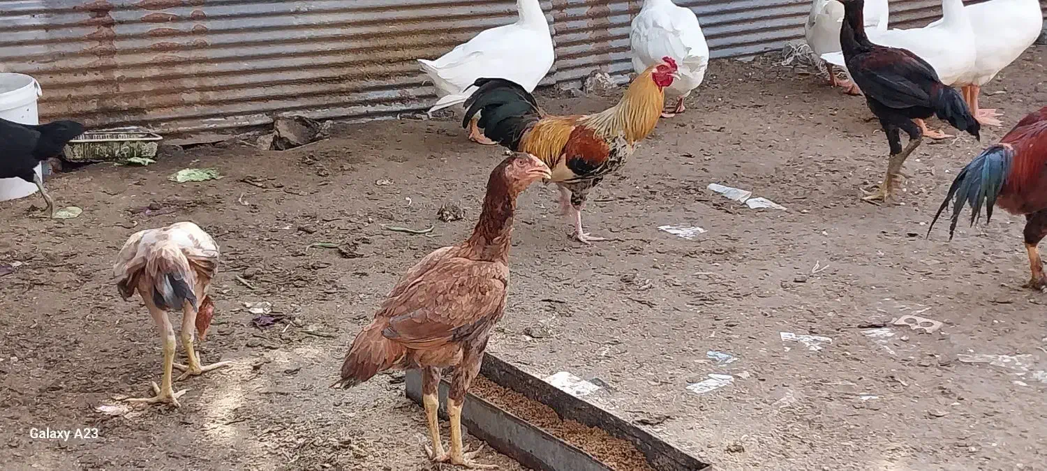 مرغ وخروس|حیوانات مزرعه|پیربازار, |دیوار