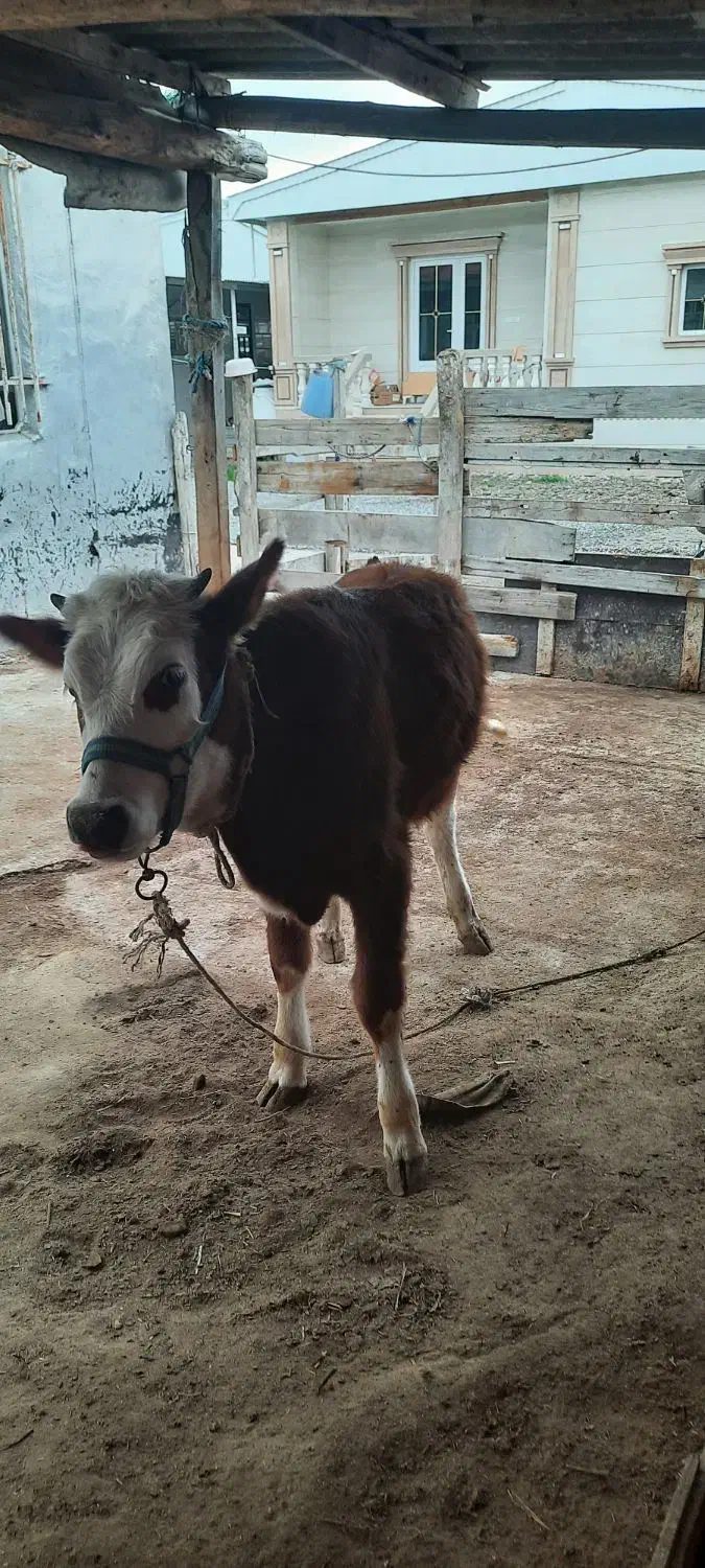 گوساله سیمینتال ماده هیکل درشت چاق|حیوانات مزرعه|گمیشان, |دیوار