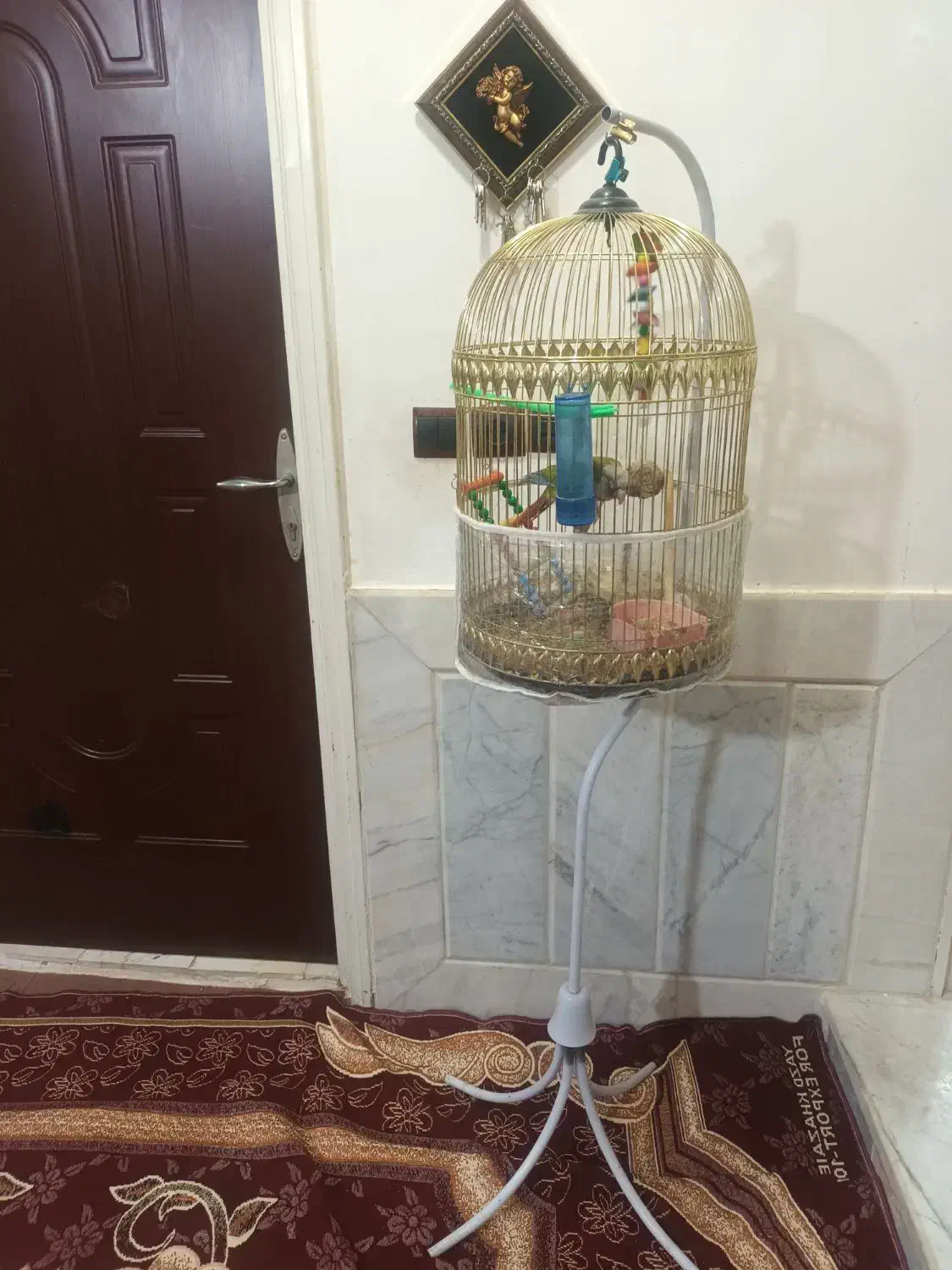 گرینچیک|پرنده|تربت‌حیدریه, آغوی|دیوار