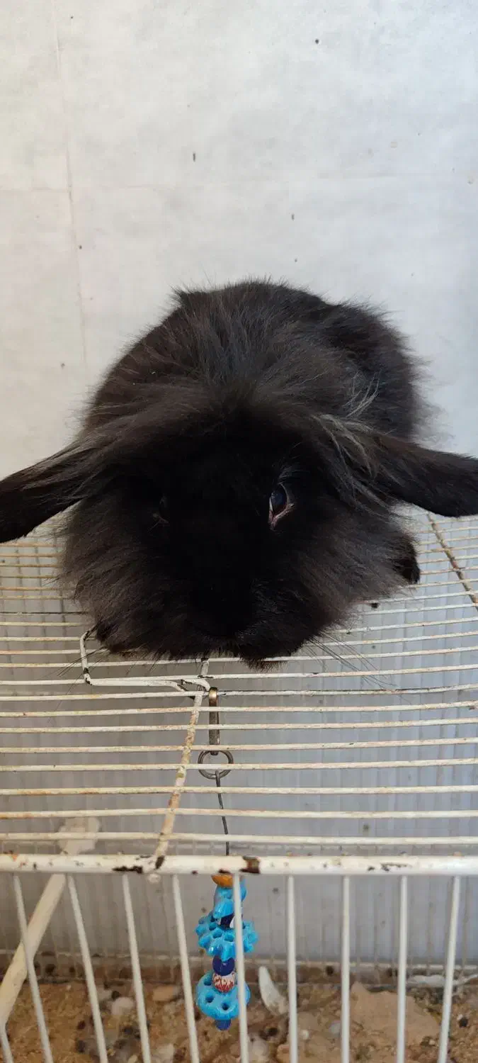 خرگوش لوپ سیاه و سفید|موش و خرگوش|قائن, |دیوار