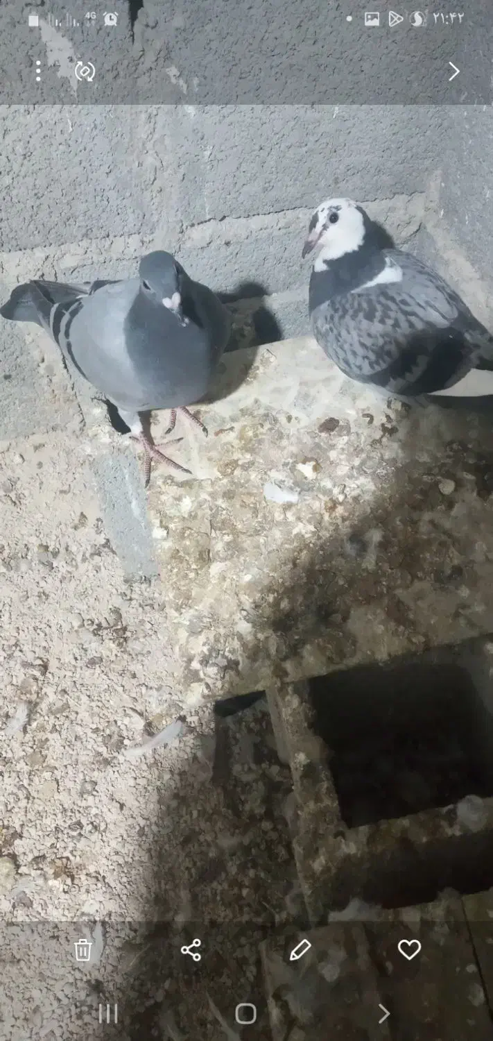 کبوتررفته امروزصبح هر عزیزی گرفته پولش میدم|پرنده|آبپخش, |دیوار