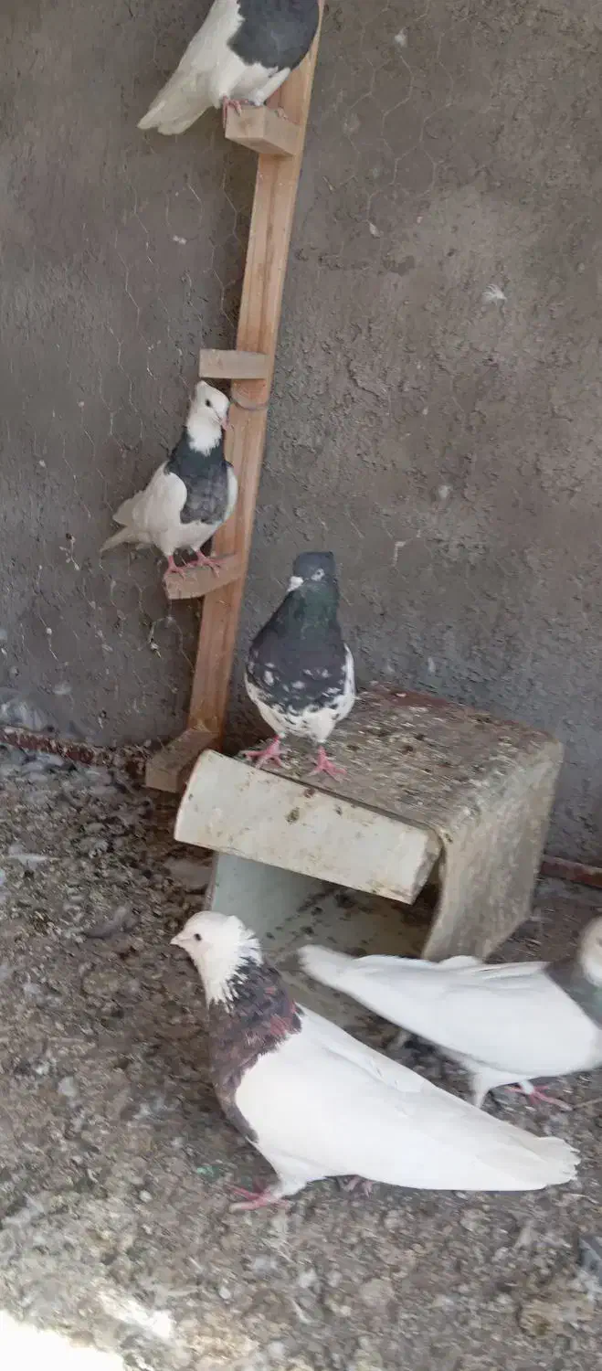 کفتر|پرنده|بم, |دیوار