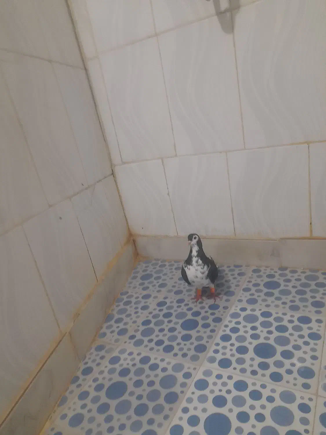 کبوتر|پرنده|مشهد, شهرک صنعتی مشهد|دیوار