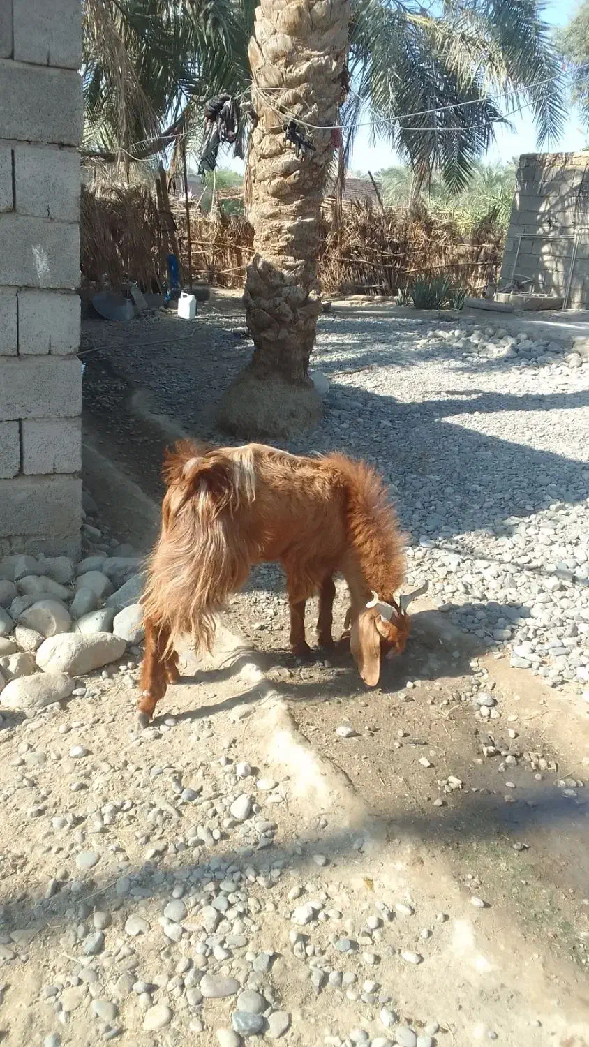 گوسفند پاکستلنی|حیوانات مزرعه|عنبرآباد, |دیوار