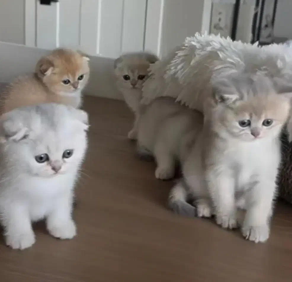 حراج چند بچه‌گربه واکسینه ملوس،سالم و بازیگوش|گربه|تهران, آسمان|دیوار