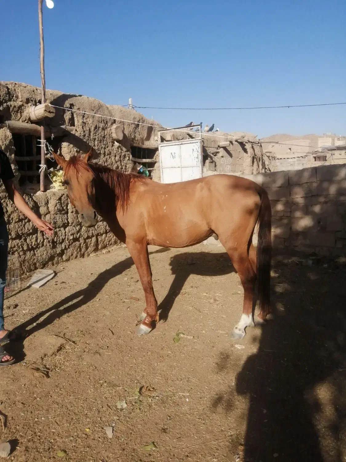 اسب در تجهیزات سوارکاری|اسب و تجهیزات اسبسواری|مشهد, بهمن|دیوار