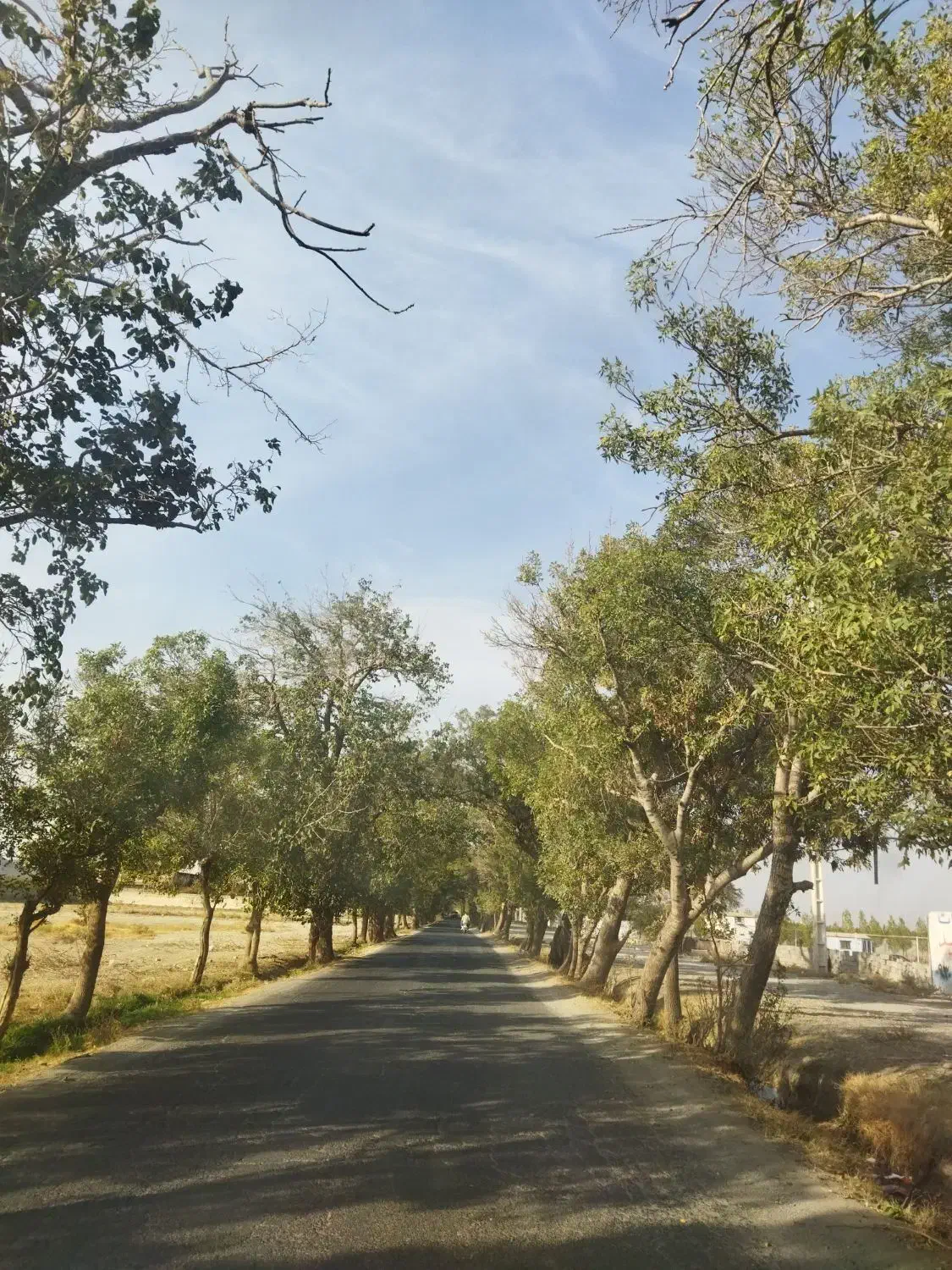 500 متر باغ.سند تک برگ.داخل بافت.ملارد|فروش زمین و ملک کلنگی|ملارد, |دیوار