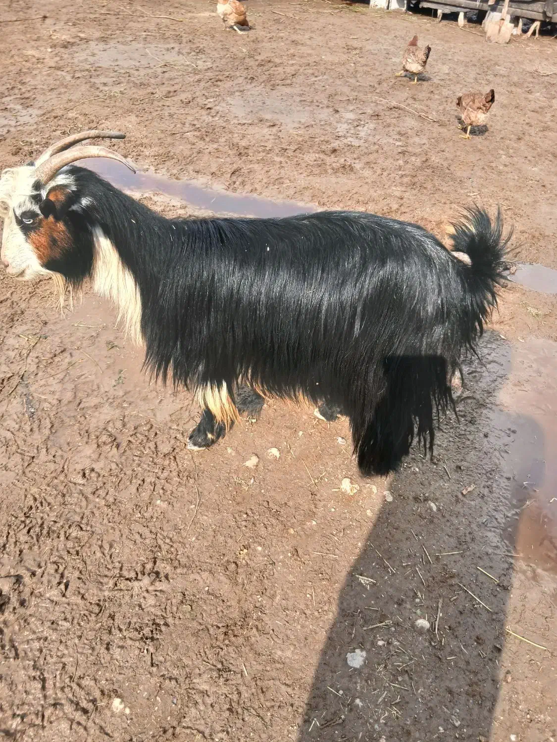 ۳ عدد بز|حیوانات مزرعه|دزفول, |دیوار