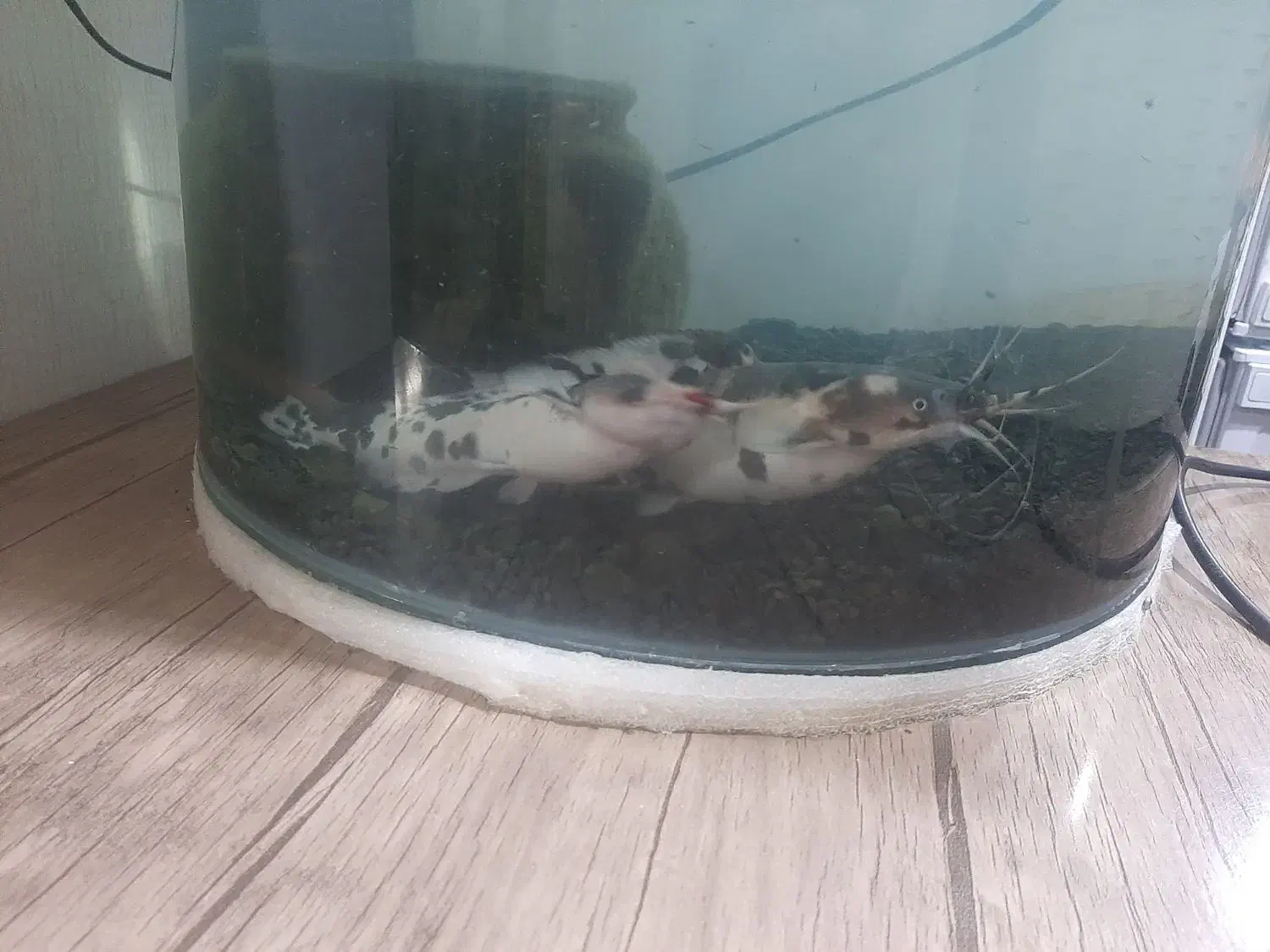 دوعددماهی افریقایی|ماهی|تربت جام, باغ سنگان سفلی|دیوار