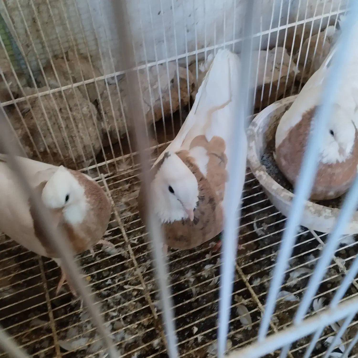 کفتر|پرنده|نیشابور, فضل|دیوار