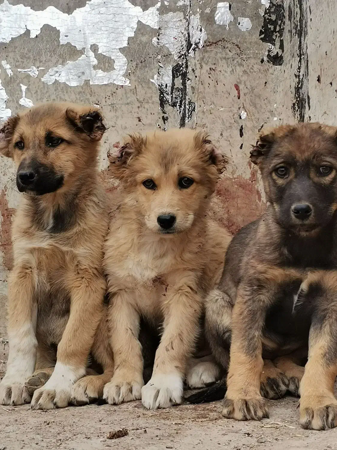 توله سگ سرابی اصل|سگ|کرمان, |دیوار