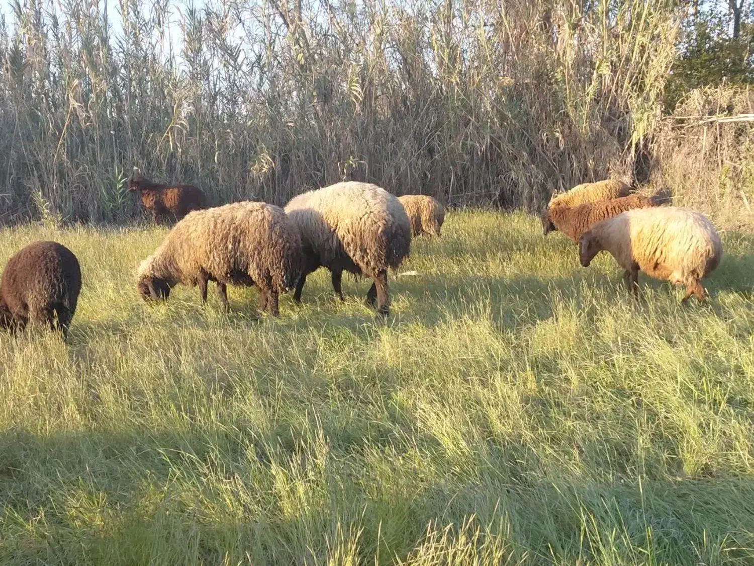 قوچ|حیوانات مزرعه|نکا, |دیوار