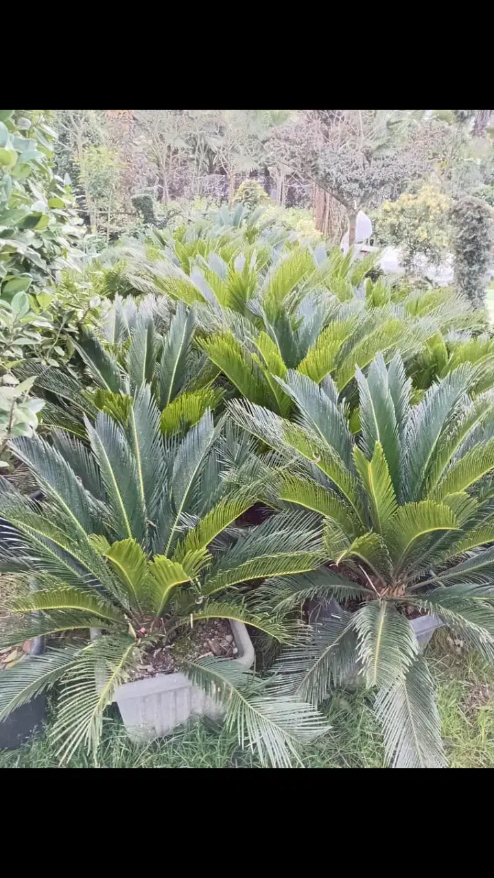 فروش گیاه سیکاس|خدمات باغبانی و درختکاری|اصفهان, بهارستان|دیوار