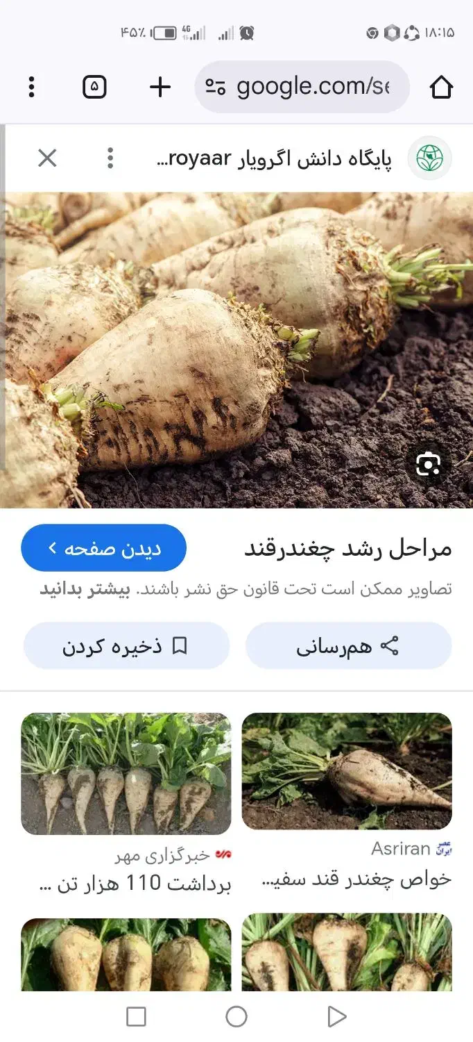 فروش چغندر سفید|عمده‌فروشی|هلالی, |دیوار