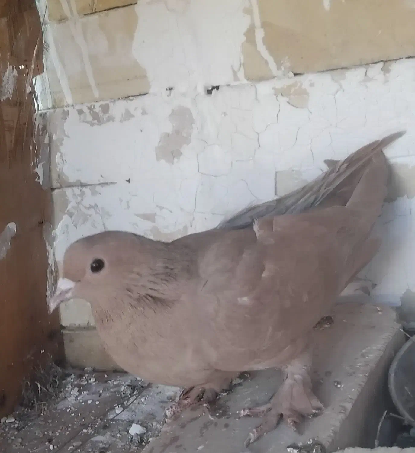 زرد|پرنده|رفسنجان, |دیوار