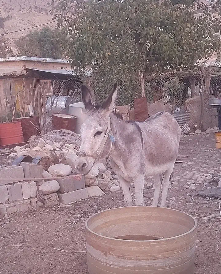 فروش خر بخته|حیوانات مزرعه|شیراز, دوکوهک|دیوار