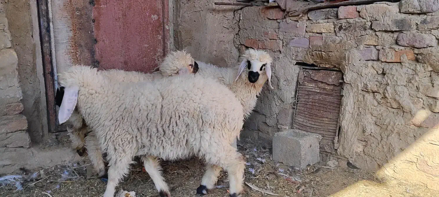 بره ماده|حیوانات مزرعه|هامون, |دیوار