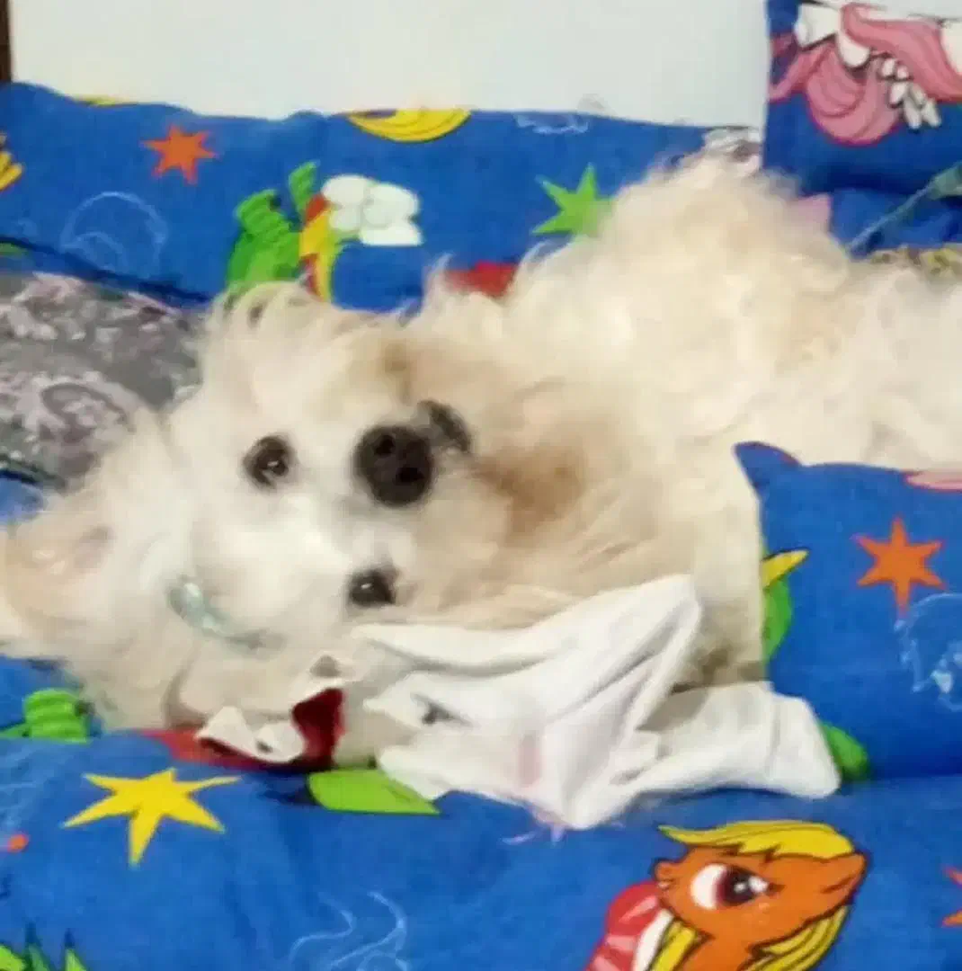 سگ پشمالو|سگ|رشت, پارک شهر|دیوار