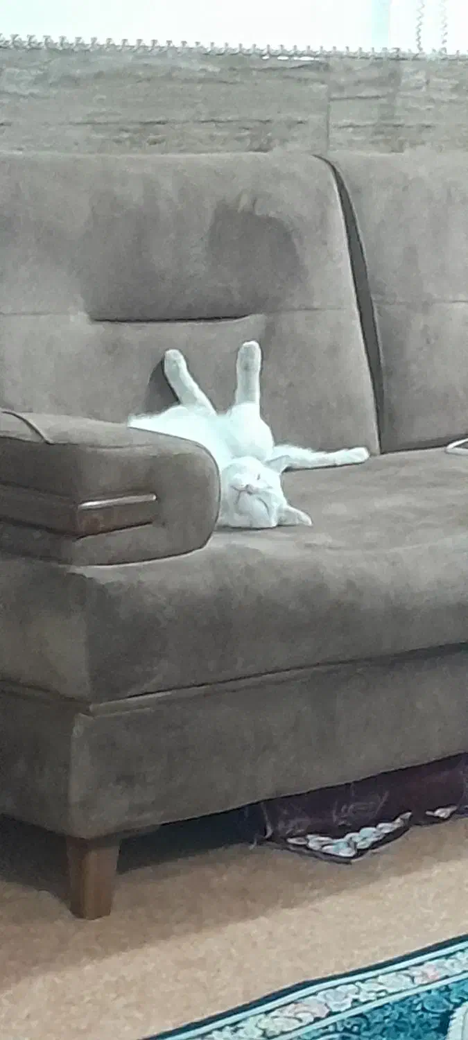 واگذاری گربه|گربه|شلمان, |دیوار