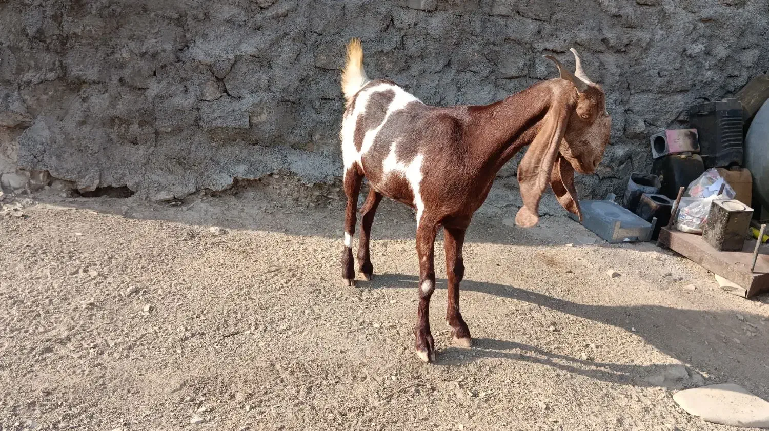 بز نژاد افغان|حیوانات مزرعه|ویسیان, |دیوار