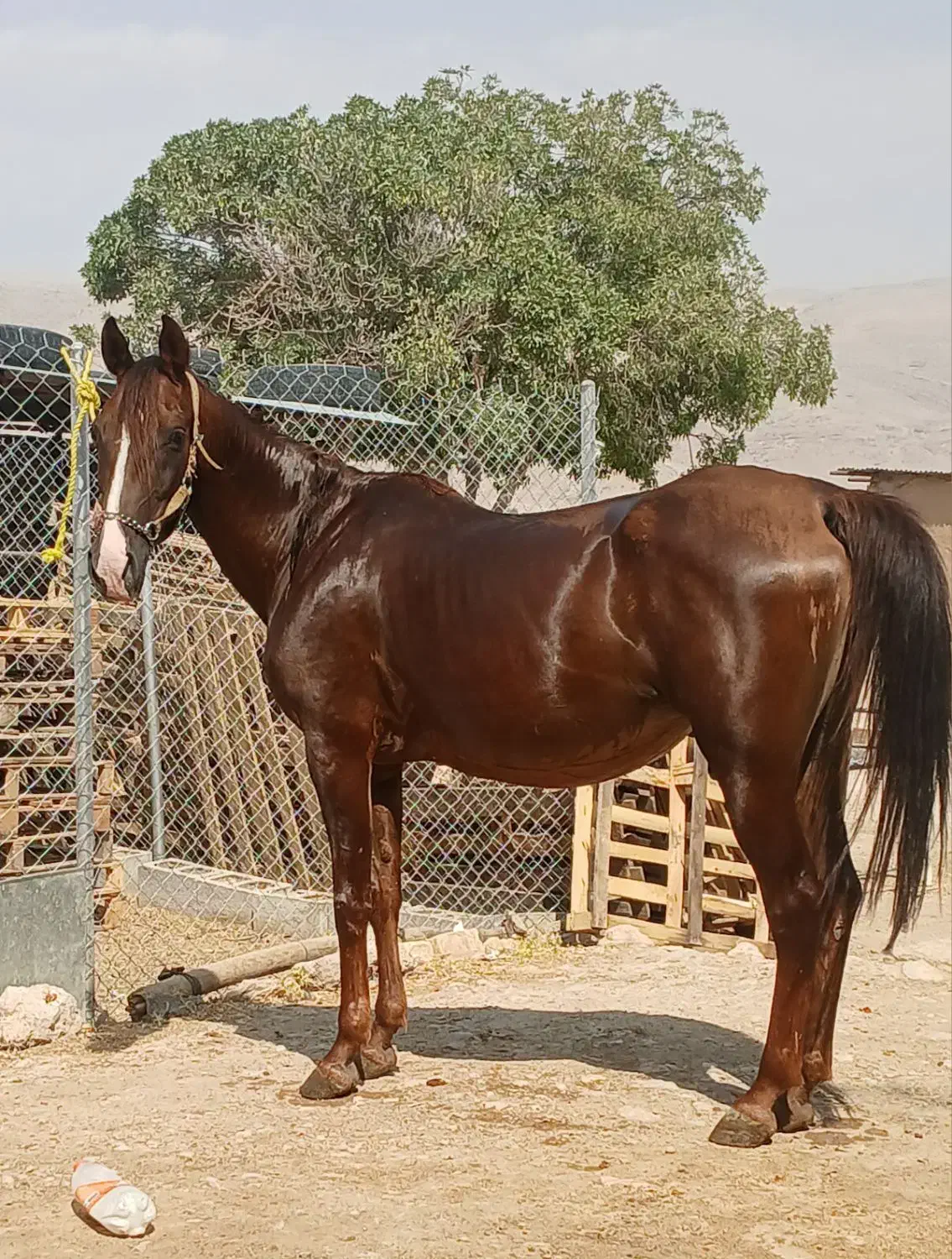 اسب|اسب و تجهیزات اسب‌سواری|مرودشت, کناره|دیوار