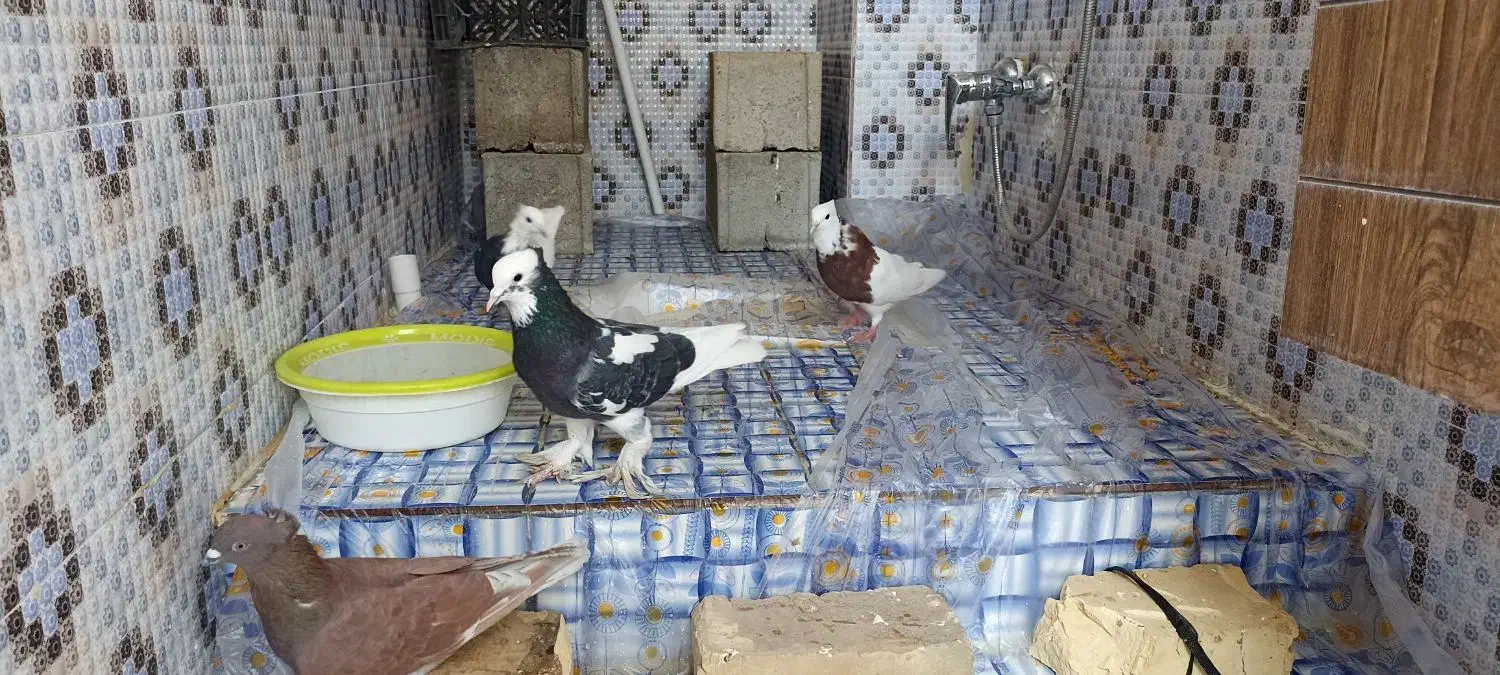 کبوتر|پرنده|خانمیرزا, |دیوار