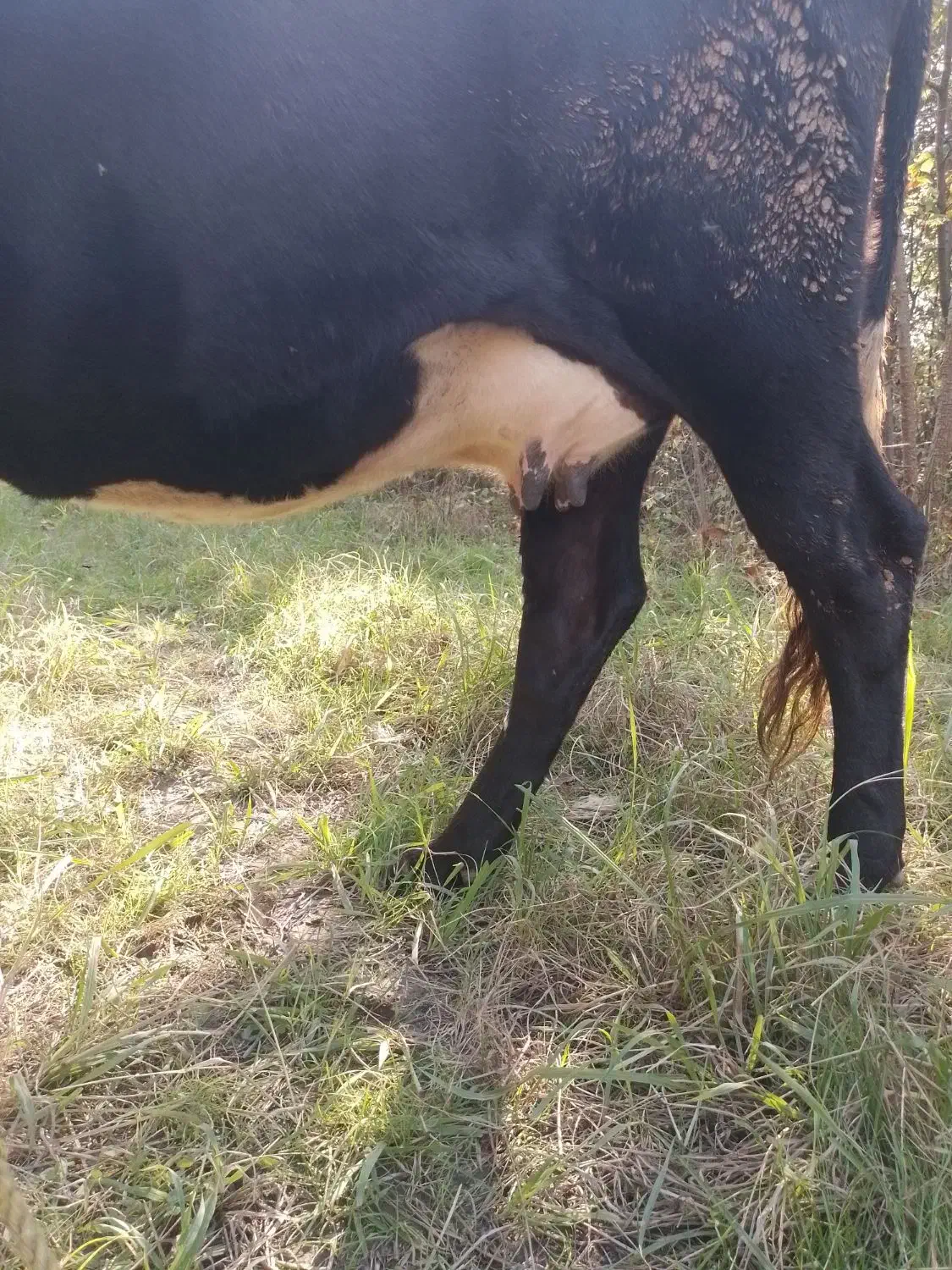 گاو گیل دورگ نزدیک زایمان|حیوانات مزرعه|لاهیجان, لفمجان|دیوار