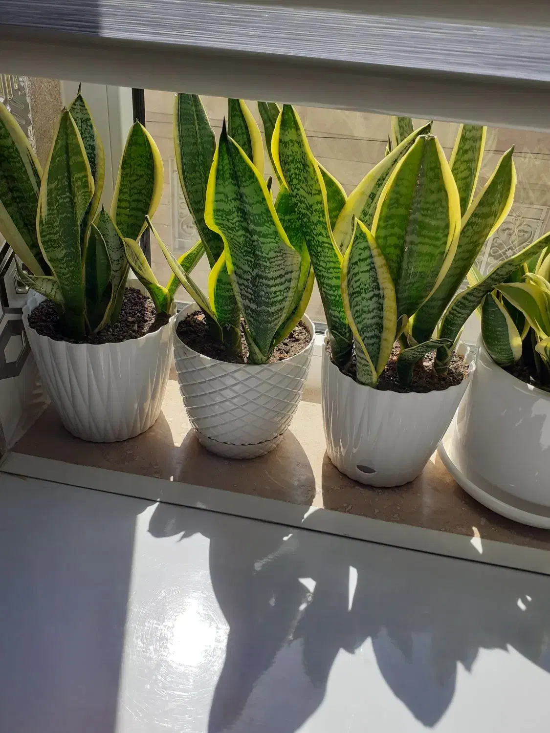 گل های شاداب|گل و گیاه طبیعی|ابهر, |دیوار