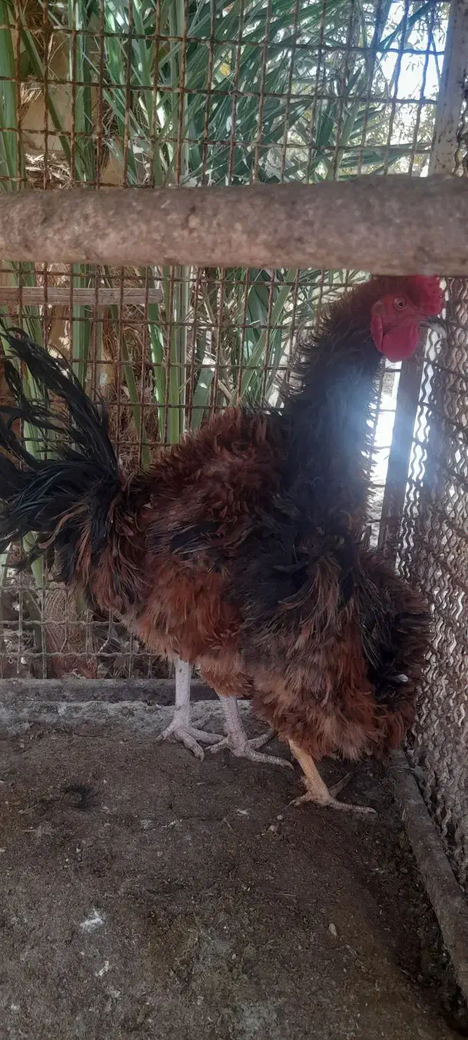 خروس فر وخروس بومی وخروس سفید|حیوانات مزرعه|اردکان, |دیوار