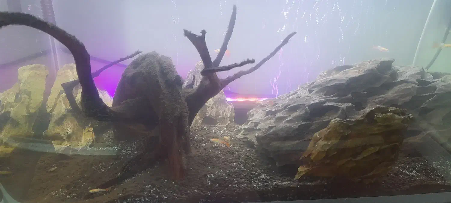 آکواریوم شیشه خم|ماهی|ری, سیزده آبان|دیوار