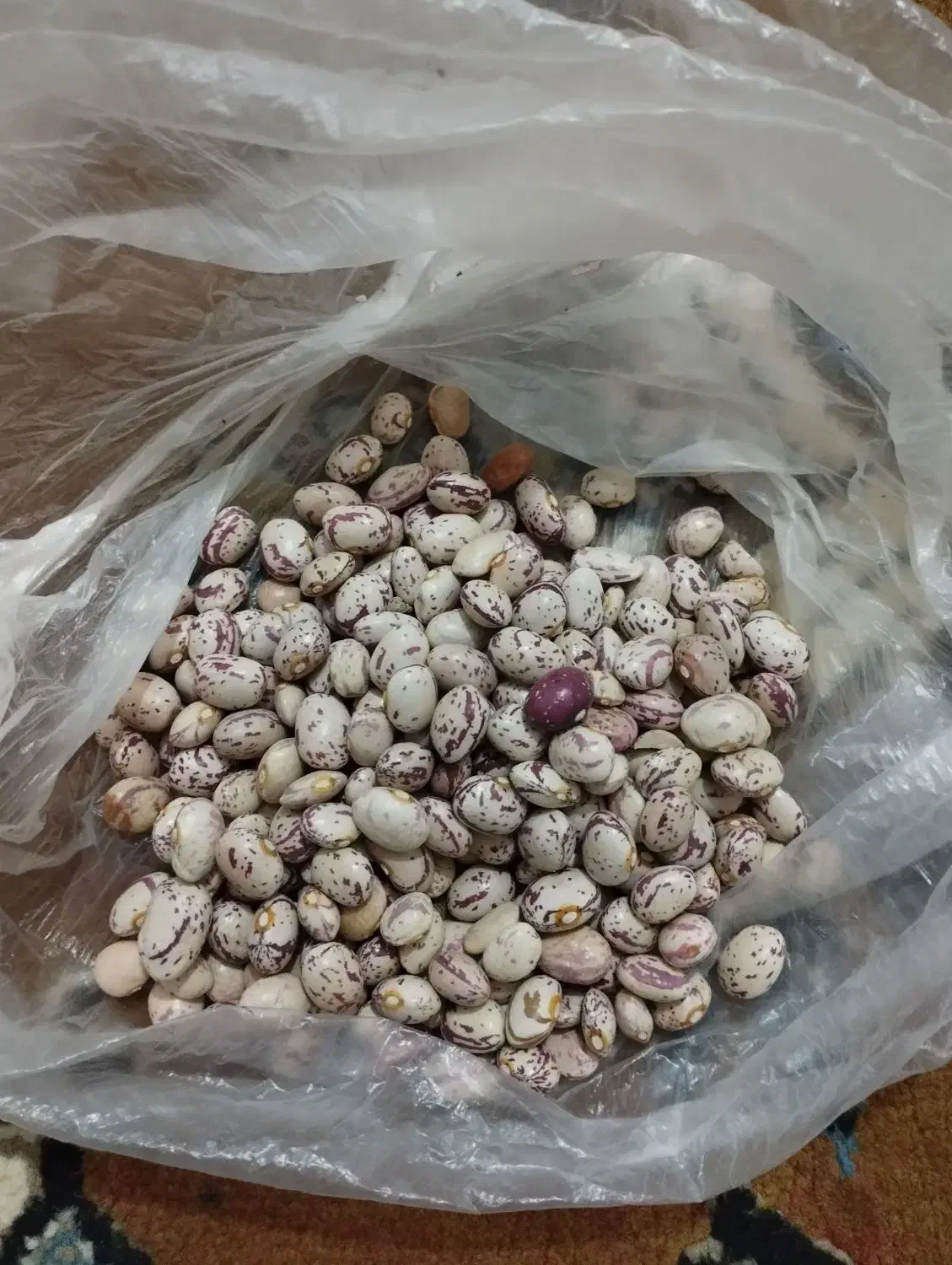 نخود ولوبیا چیتی گرد و عدس محلی درجه یک و عالی|عمدهفروشی|الیگودرز, |دیوار