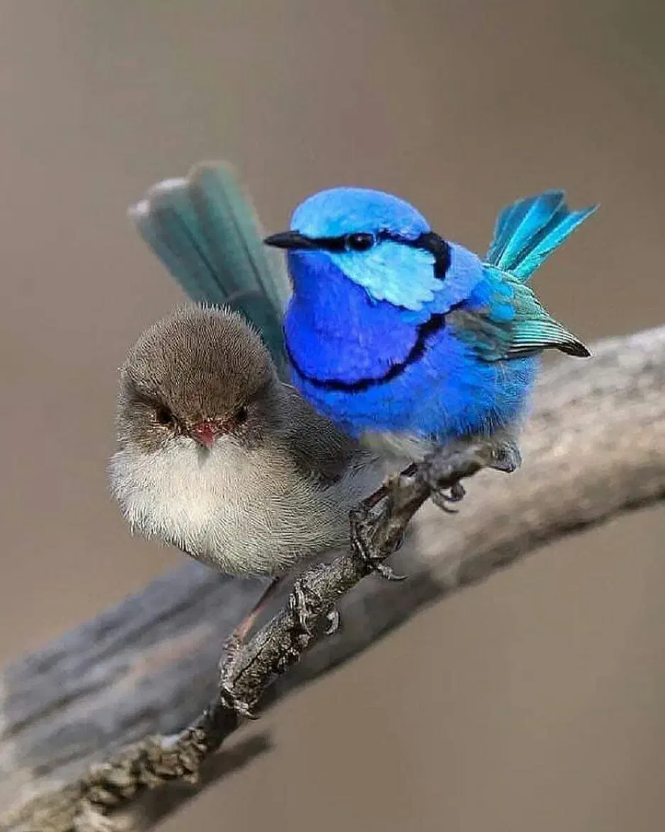 دعای تضمینی|فعالیت داوطلبانه|رشت, خبرنگار|دیوار