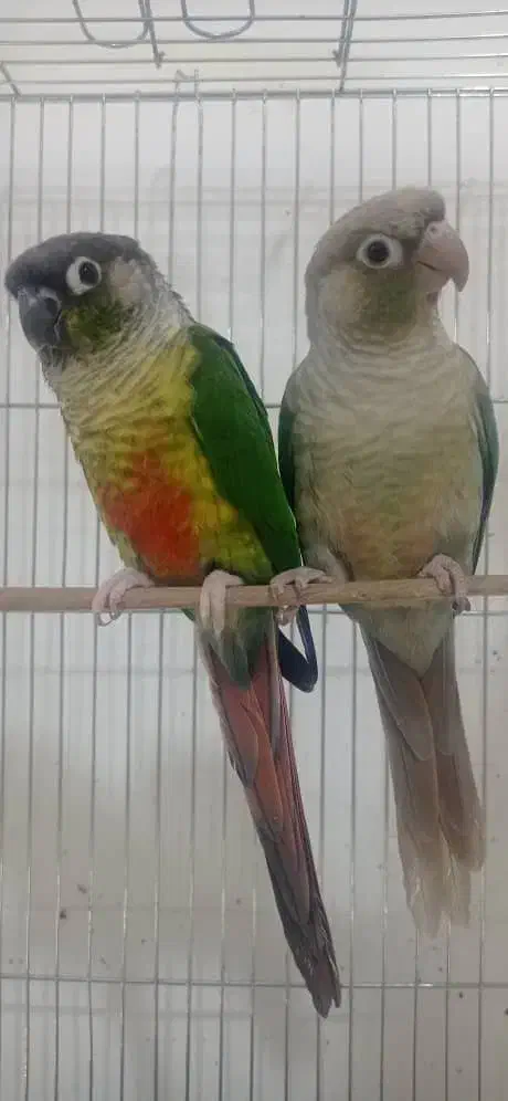 طوطی گرینچیک مولد|پرنده|کلاردشت, |دیوار