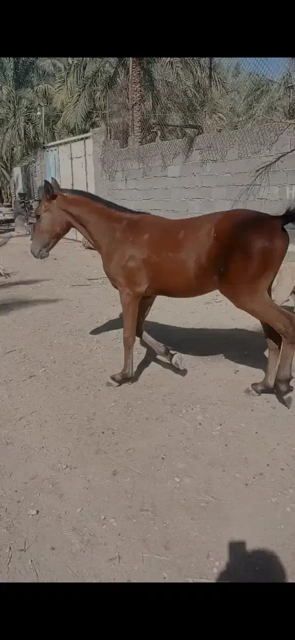 اسب|اسب و تجهیزات اسب‌سواری|بوشهر, |دیوار