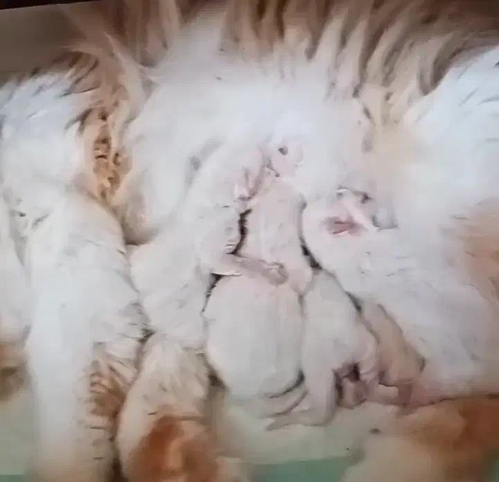 گربه برتیش نر، فرصت نگهداری آسان|گربه|کرج, فاز ۱ مهرشهر|دیوار