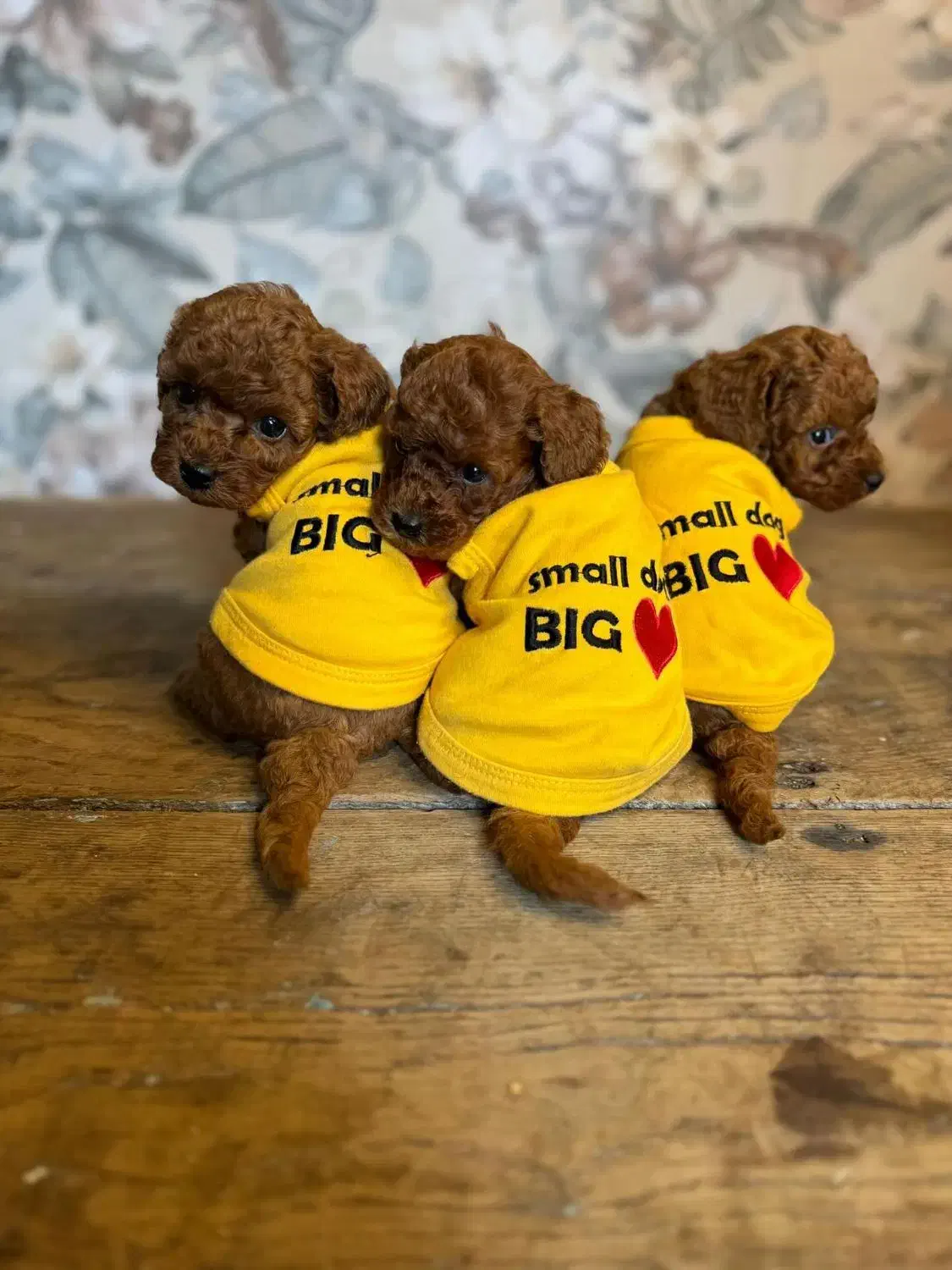 سگ توله توی پودل دارک رد 68 روز توی پودل رد|سگ|تهران, شهرک غرب|دیوار