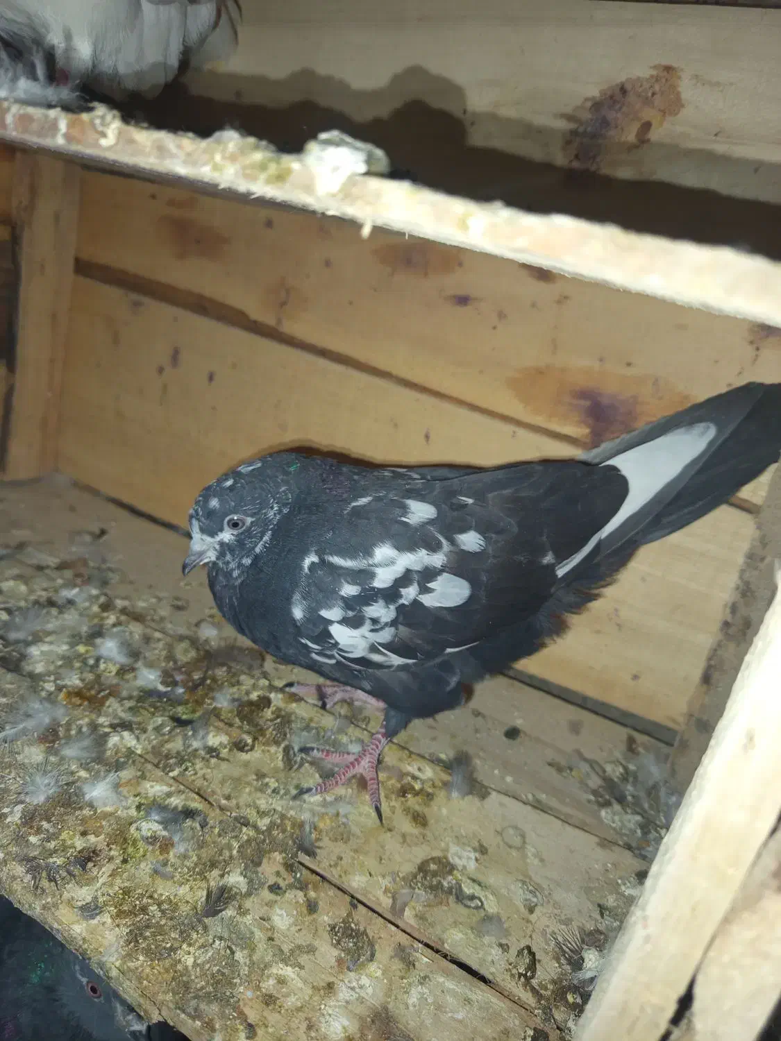 کبوتر|پرنده|حاجی آباد, |دیوار