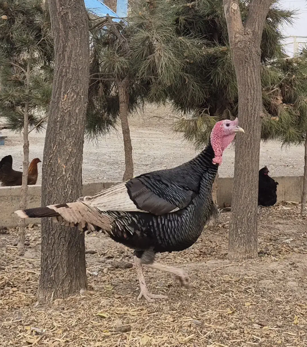 بوقلمون نر سنگین|حیوانات مزرعه|محمدشهر, محمدشهر|دیوار