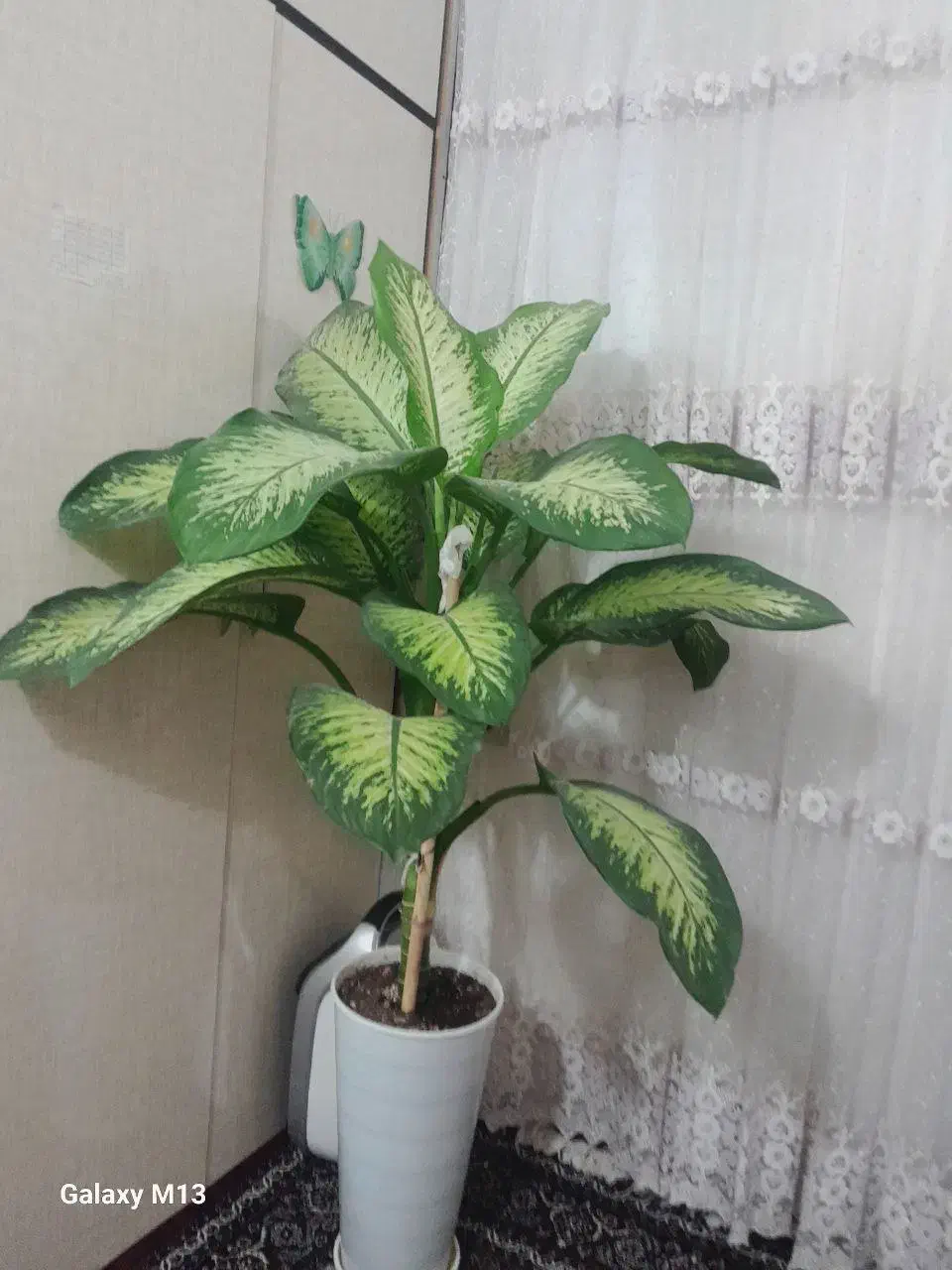 گل دیفن|گل و گیاه طبیعی|سرپل ذهاب, |دیوار