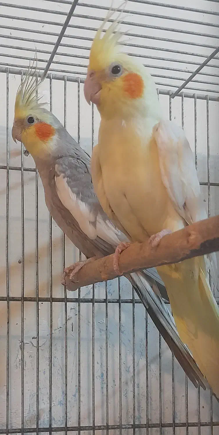 عروس هلندی.طوطی برزیلی.مرغ عشق|پرنده|محلات, |دیوار