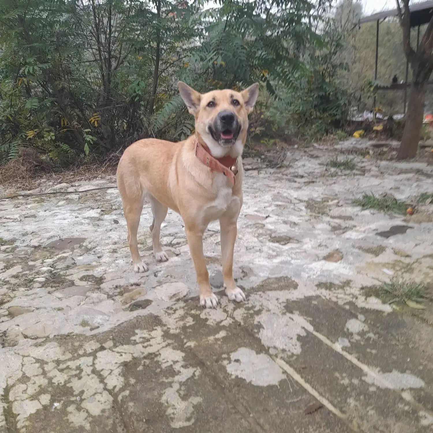 سگ مالینیوز بلژیکی ماده ۹ماه|سگ|رحیمآباد, |دیوار