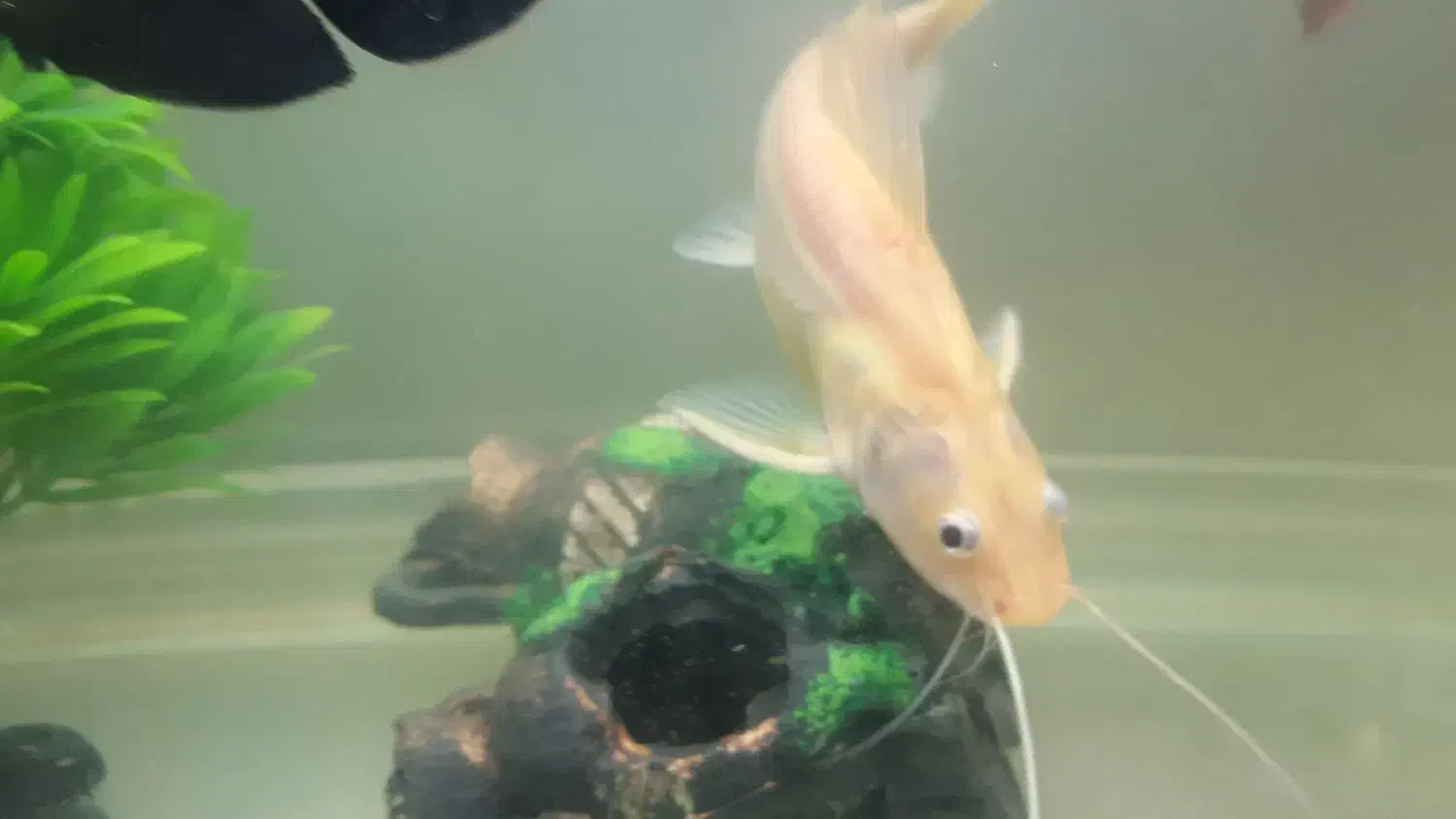 ماهی ردتیل|ماهی|کرمان, |دیوار