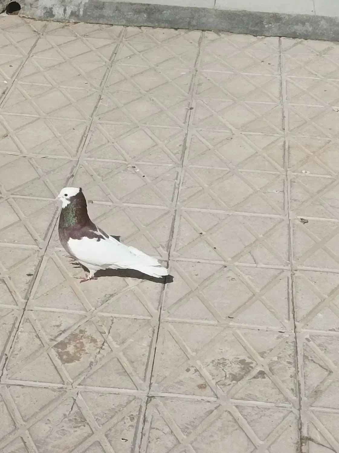 کبوتر طوقی|پرنده|فسا, |دیوار